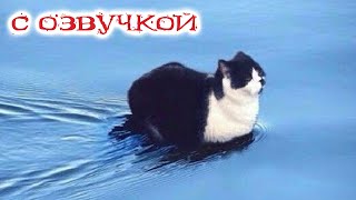 ПРИКОЛЫ С КОТАМИ С ОЗВУЧКОЙ Самые смешные животные Смешные коты и собаками 2023 ТЕСТ НА ПСИХИКУ [upl. by Reiter]