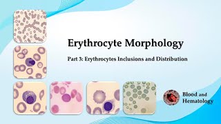 Erythrocyte morphology  part 3 Erythrocytes Inclusions and Distribution [upl. by Ttocs]