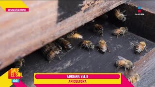 La IMPORTANCIA de las abejas para el MUNDO Rafa Serdán visitó apiario Abeja Negra  Sale el Sol [upl. by Varini]