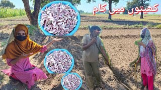 Village Women Aor Lehsan Ki Kaasht 🤗  Garlic Cultivation  Zaini Mast Pur [upl. by Felix7]