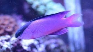 Care for Black Cap Basslet Gramma melacara 黑帽 [upl. by Bradwell]