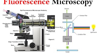 Fluorescence microscopy  fluorescence microscope principle [upl. by Trocki985]