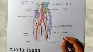 cubital fossa diagram drawing I human anatomy diagram [upl. by Atived176]