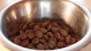 FDA issues several recalls for dry dog food [upl. by Atrebla]