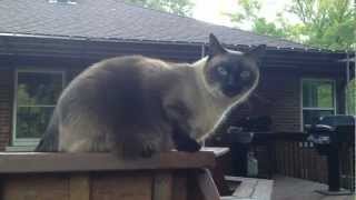 Oscar the Siamese Cat Meows and Talks [upl. by Yl]