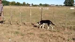 Sheepdog Training Methods with Maurie Hone [upl. by Sholes]