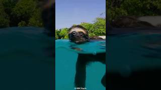 How Sloths Hold Their Breath for 40 Minutes😮 [upl. by Roderich]