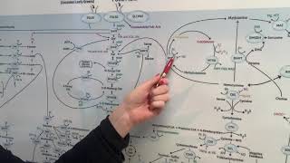 MTHFR  High homocysteine and Low homocysteine [upl. by Artemisia]