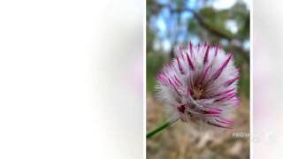 Ptilotus  garden plants [upl. by Dorie217]