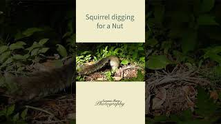 Squirrel Digging [upl. by Brucie]