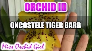 Oncostele Odontocidium Tiger Barb Orchid [upl. by Eihtak]