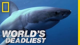 Shark Superpowers  Worlds Deadliest [upl. by Walrath]