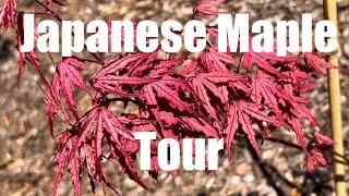 Japanese Maple Cultivar Walkthrough April [upl. by Maharba]