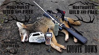 FoxPro Inferno Calls in Three Coyotes and a Bobcat  Awesome Predator Hunt [upl. by Cline305]