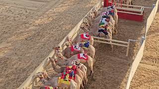 Camel 🐫 racing in dubai 😎 👌 [upl. by Anya]