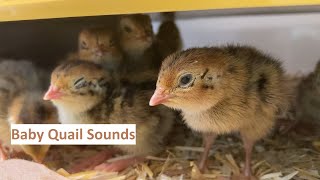 Just 36 minutes of baby quail sounds [upl. by Albemarle]