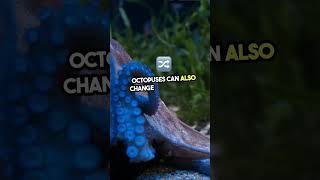 How do Octopus Change Color animallover funnyanimals animalshorts octopus animalfacts shorts [upl. by Atinuhs546]