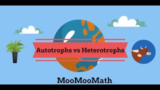 Autotroph vs Heterotroph Producer vs Consumer [upl. by Erreid]