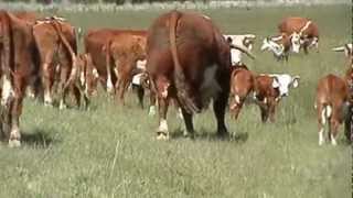 Summer breeding groups at the ranch [upl. by Reynolds]