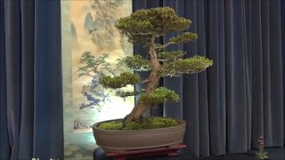 Surrey Heath Bonsai Society Annual Show 2016 [upl. by Boorman]