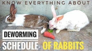 DEWORMING of RABBITS  Everything About Deworming Of Rabbits  How to Deworm Rabbits  Hindi [upl. by Fransen633]