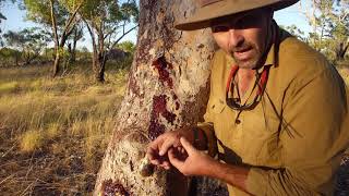 Natural Curiosity  Bloodwood Tree Bandaids [upl. by Ameh130]