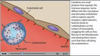 Inflammation Animation  Inflammatory response [upl. by Koblick397]