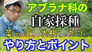 【アブラナ科のタネ採り】やり方と注意点【自然農･自家採種】2021年5月18日～29日 [upl. by Emyam881]