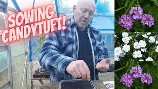 Grow Flowers From Seed Candytuft Home Growing Veg amp Flowers [upl. by Leonelle]