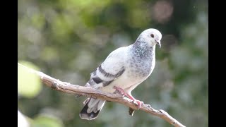 Prudentes como serpientes y sencillos como palomas Marcos Sancio [upl. by Ogram]