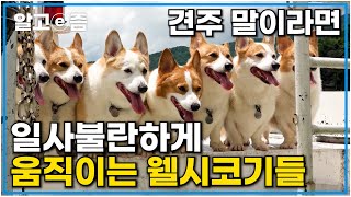 군대도 아닌데 견주 말 한마디에 각 잡고 움직이는 8마리 귀여운 웰시코기들｜세상에 나쁜 개는 없다｜알고e즘 [upl. by Naxor]