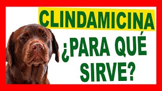 ¿CLINDAVET es la Mejor Opción para tu Mascota Descúbrelo Aquí [upl. by Quartis]