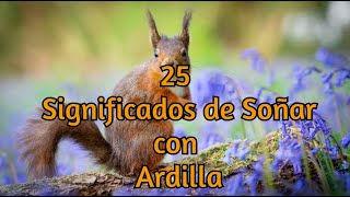 25 significados de soñar con Ardilla [upl. by Bradman]