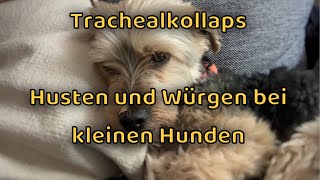 Trachealkollaps beim Hund  Husten und Würgen  Yorkshire Terrier amp kleine Hunde [upl. by Hinkle39]