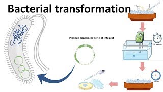 Bacterial transformation [upl. by Airamzul197]