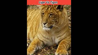 🦁Liger vs Tigon🐯 Bettle Fight shorts [upl. by Fridlund]