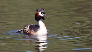 Great Crested Grebe at Herdsman Lake Nov 2023 [upl. by Lehmann]