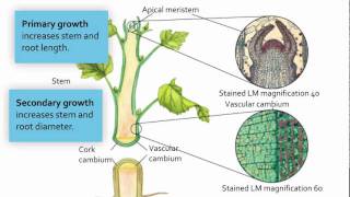 Visualizing Meristematic Tissue [upl. by Sirk406]