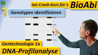 Gentechnik 1 DNAProfilanalyse  GenotypBestimmung PCR Restriktionsenzym Gelelektrophorese [upl. by Diao]