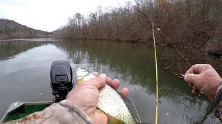 How To Catch Live Bait On A Rod and Reel  Golden Shiners [upl. by Yrolam]