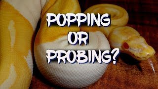 Popping hemipenes or probing which is better [upl. by Breger]