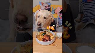 ASMR MUKBANG DOG EATING RAW FOODS COW KIDNEY WHALE RIBS asmr dog shorts [upl. by Eimarej129]