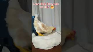 La gallina de 6 meses busca nido shorts gallos gallinas [upl. by Tonneson]