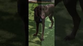 Dogs Barking Sound Compilation See How Your Dog RESPOND shorts [upl. by Ikiv568]