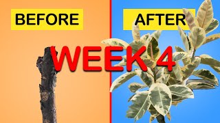 How to get more branches on your Rubber Tree  Ficus Elastica Tineke EASY method Week 4 Update [upl. by Zeralda]