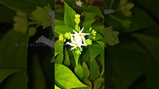 শিউলি ফুল  shiuli flower  flower video  shorts love youtubeshorts [upl. by Llednahs757]