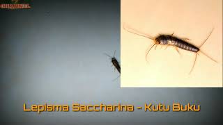 INSECTA INSECTUM Lepisma Saccharina GEGAT  Kutu Buku [upl. by Balmuth]