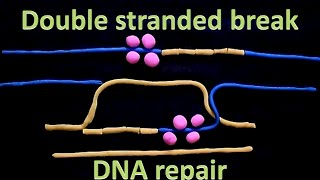 Double strand break repair  homologous recombination [upl. by Hedva]