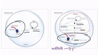 USMLE Step 1 Translation [upl. by Pigeon]