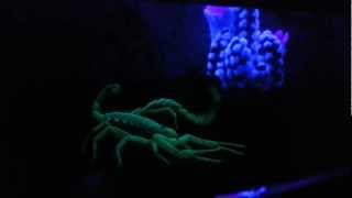 Scorpion fluoresces in the dark  Awesome UVLight Night Shot [upl. by Namron487]